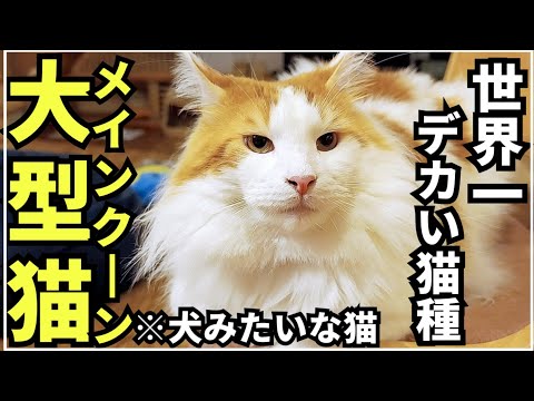 メインクーンの世話