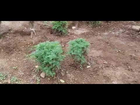 Panchvati at Ashram - Flowers of Dharamrai Kheda Dhar MP Chaturmas in Narmada Parikrama