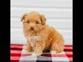 Mini Aussiedoodle dogs for sale: Caramel - Video 1