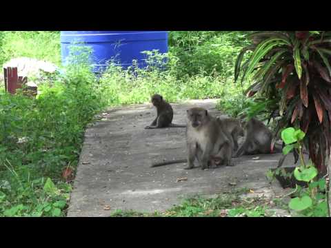 Monkey Attack on Phi Phi Island Thailand on Tsunami Evacuation Route