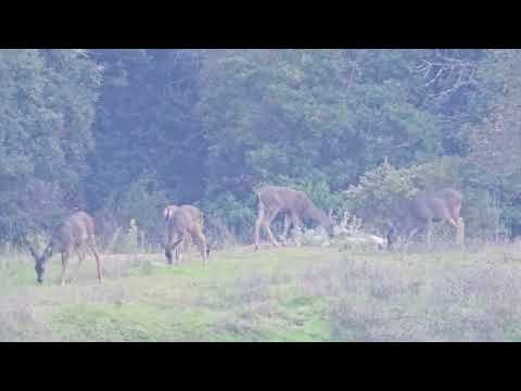 The deer are not bothered by campers.