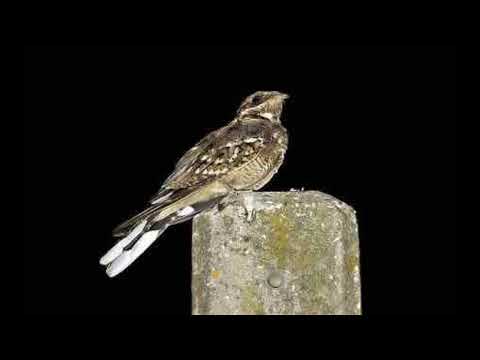 Nightjar Bird Call