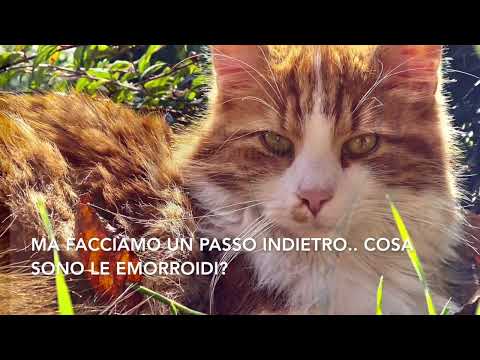 Roberto Ferrara-6