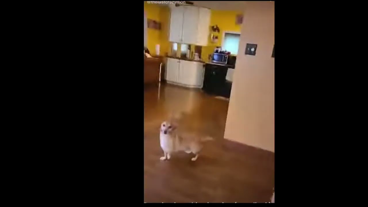 Sam! You got a HOT DOG!!!