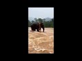 Elephant Saves Tiger During Flood Animals Are Not As Stupid As Humans
