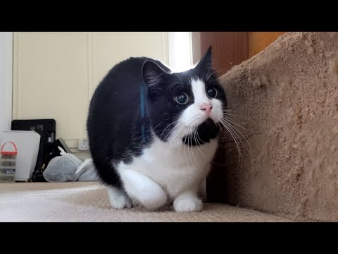 Cat Butt Wiggle Compilation Video