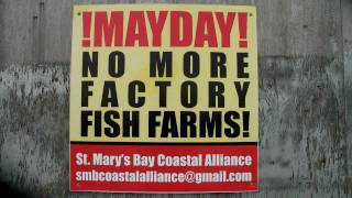 CAGED (St. Mary's Bay, Nova Scotia Salmon Cages)