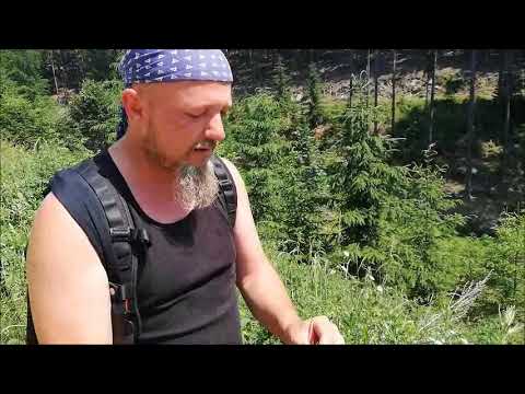 Kräuterschau in der Wachau - Beifuss