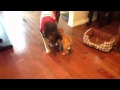 Tuff Puppy