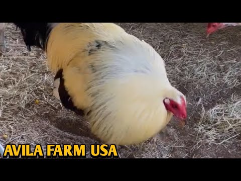 Grey Kelso Yellow leg hatch - AVILA FARM USA