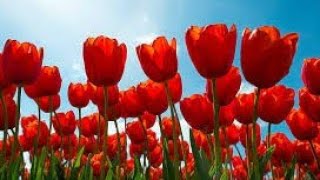 Gim&#39;s - Les Roses Ont Des Épines ( Clip Officiel ) RME @GIMS