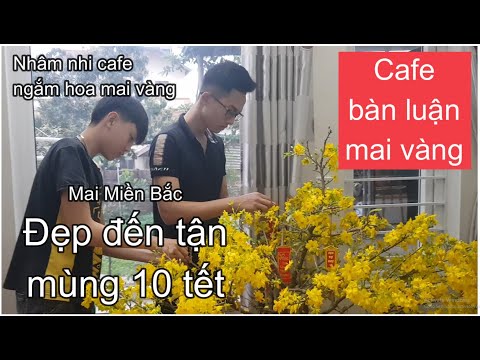 🔴 QBS2119 - Cây mai vàng Miền Bắc tút lá trước tết 70 ngày chơi tết được 20 ngày || Bonsai and Tree