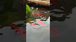 癒しの空間、家で見るビオトープ飼育 #ビオトープ #金魚 #鉄魚 #shorts