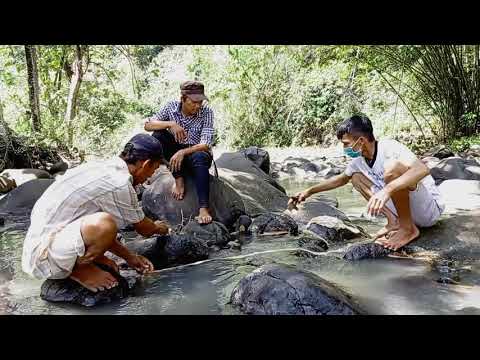 Disungai Samping desaku // Suasana Kurban Sapi.