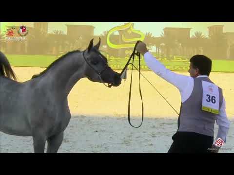 N.36 AJ KAYYA - UAE National Championship 2020 - Yearling Fillies (Class 1C)
