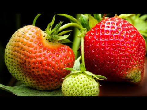 STRAWBERRIES 40 days  Time Lapse