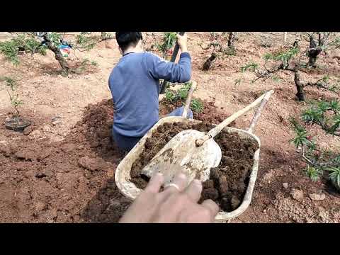 Trồng lại đào sau tết. Chia sẻ thời điểm và cách bón phân cho cây đào tết.