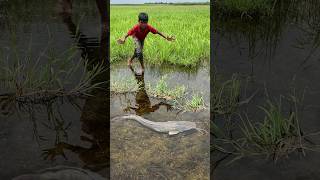 Download lagu Video memancing ikan lele yang menakjubkan #shorts mp3 Download lagu Video memancing ikan lele yang menakjubkan #shorts mp3