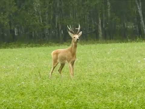 Сибирская косуля capreolus pygargus. Как зовут маленького оленя. Касуля. Как лает косуля. Сибирская косуля курганская область.