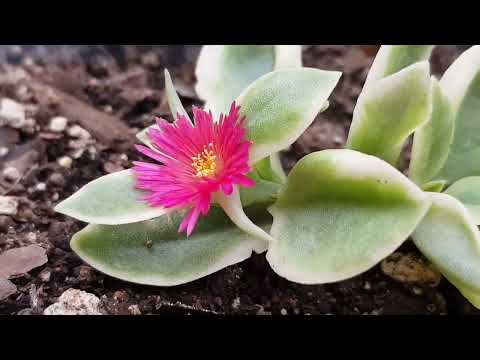 , title : 'Aptenia Cordifolia Variegada CUIDADOS, CARE  THIS VIDEO HAS SUBTITLES'