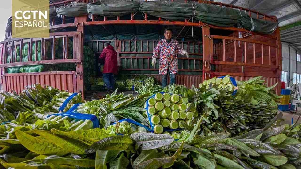La mejora de la cadena de frío promueve el desarrollo de la industria logística china