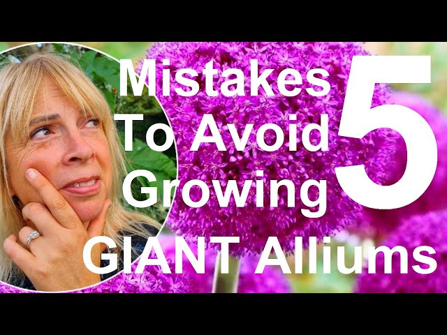 Vídeo relacionado con Mezcla de Dicentra Blanco y Rosa (4 plantas), Ajo ornamental gigante (Allium giganteum), perenne, resistente al invierno, con raíces desnudas y fragantes de Holanda para jardín, maceta