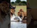 The Buffalo That Defied Lions