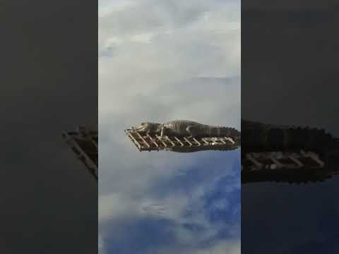 jacaré em Carmo do Rio Verde Goiás