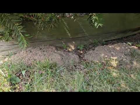 Cicada Killer Wasps Take Over Community in Allenwood, NJ