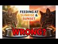 Your Cat S Internal Clock Vs Your Feeding Schedule The Hidden Biological Toll
