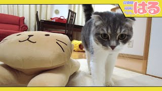 猫のぬいぐるみにクッソ嫉妬する子猫がこちらになります【召喚獣はる】
