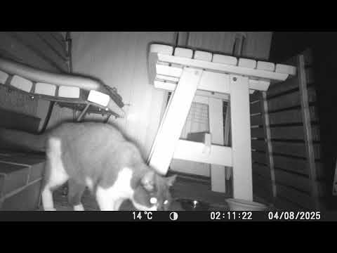 Gäste in meinem Garten