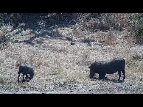 Djuma: Nyala female and then Warthogs - 10:58 - 09/25/21