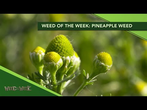 Weed of the Week #1133 Pineapple Weed (Air Date 12-12-19)