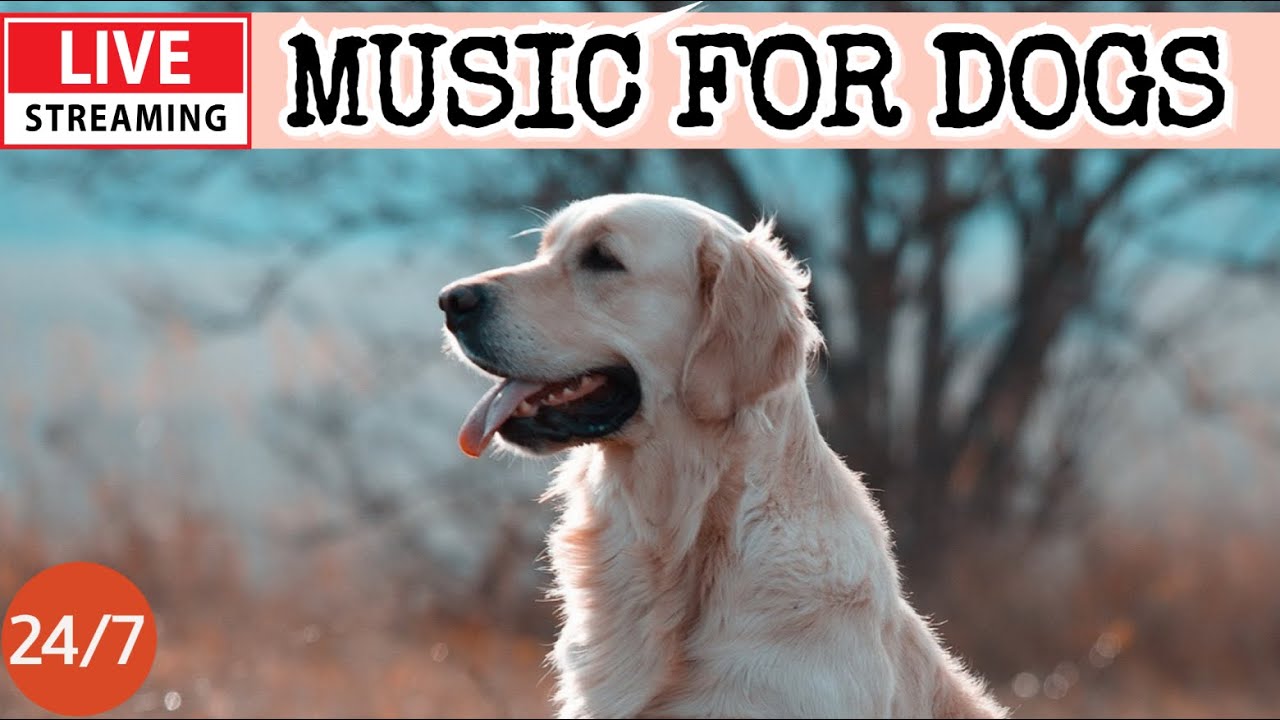 🔴[LIVE] Dog Music🎵 Dog Calming Music🐶Anti Separation Anxiety Relief Music💖Relaxing Dog Music🔴9