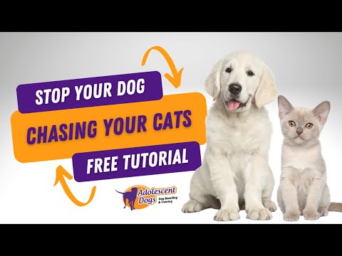 How to teach your dog to STOP CHASING THE CAT