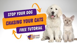 How to teach your dog to STOP CHASING THE CAT! Free video tutorial