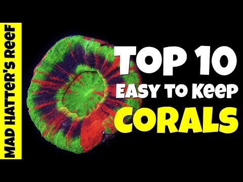 Top 10 Easy To Keep Corals