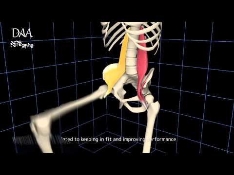 【パフォーマンスに直結】腸腰筋の機能と使い方