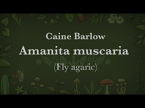 Caine Barlow - Amanita muscaria (Fly agaric mushroom)