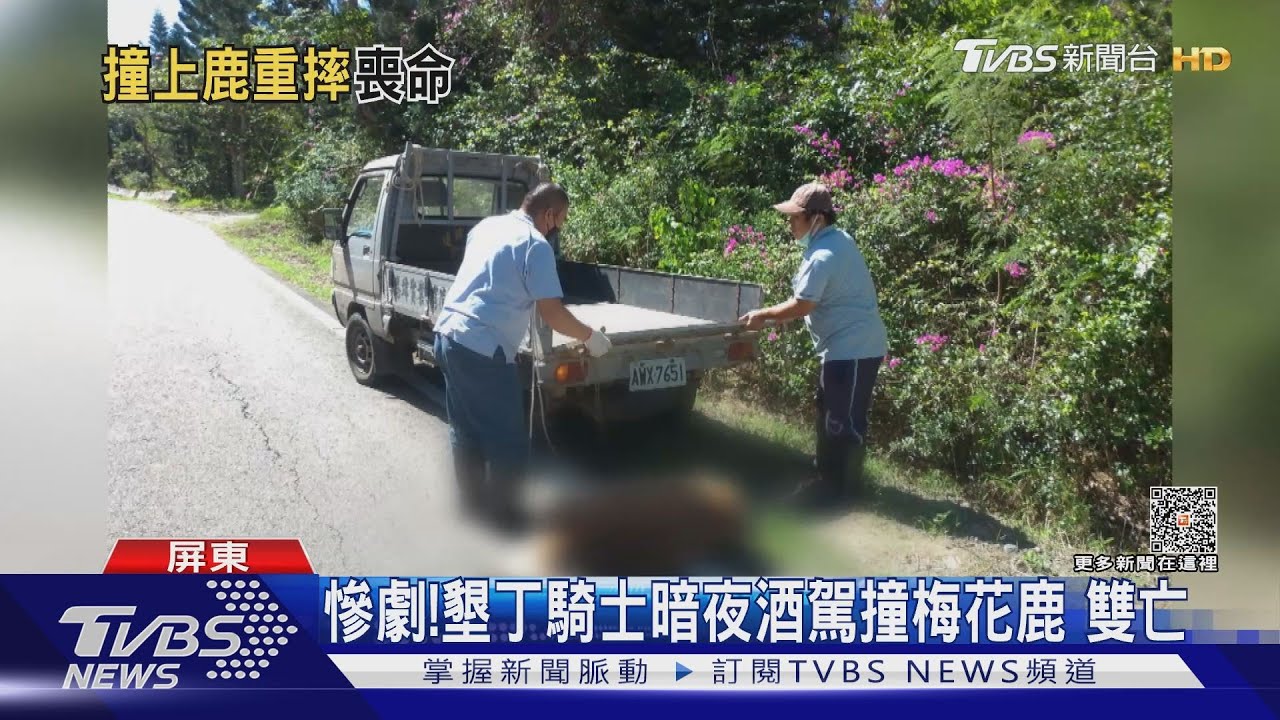 悲歌!墾丁騎士暗夜酒駕撞梅花鹿 人鹿雙亡