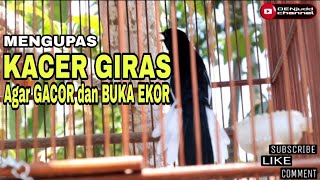 Download lagu KACER GIRAS AGAR GACOR DAN BUKA EKOR || KUPAS TUNTAS mp3