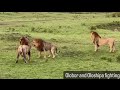 Black Rock Male Lions Olobor & Oloshipa attack Olopi son of rekero boy