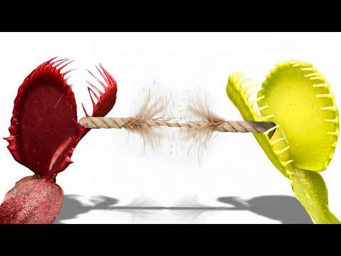 Venus Flytrap Tug of War