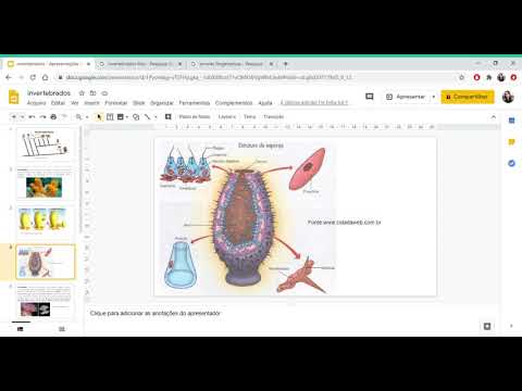 Reino animal I: Poríferos, Cnidários, Platelmintos, Nematelmintos.
