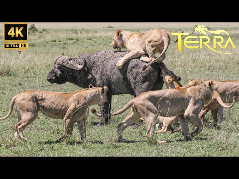 Leones vs. Búfalos | El Viaje Para Resistir A Los Depredadores Supremos | Animales Salvajes