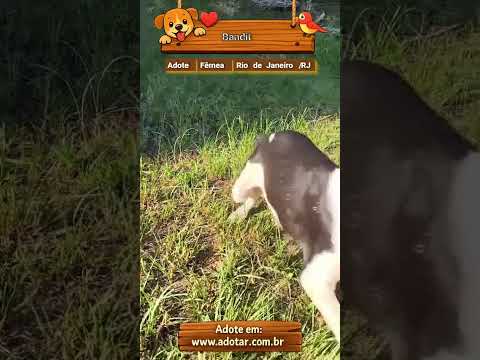 Vídeo de Bandit