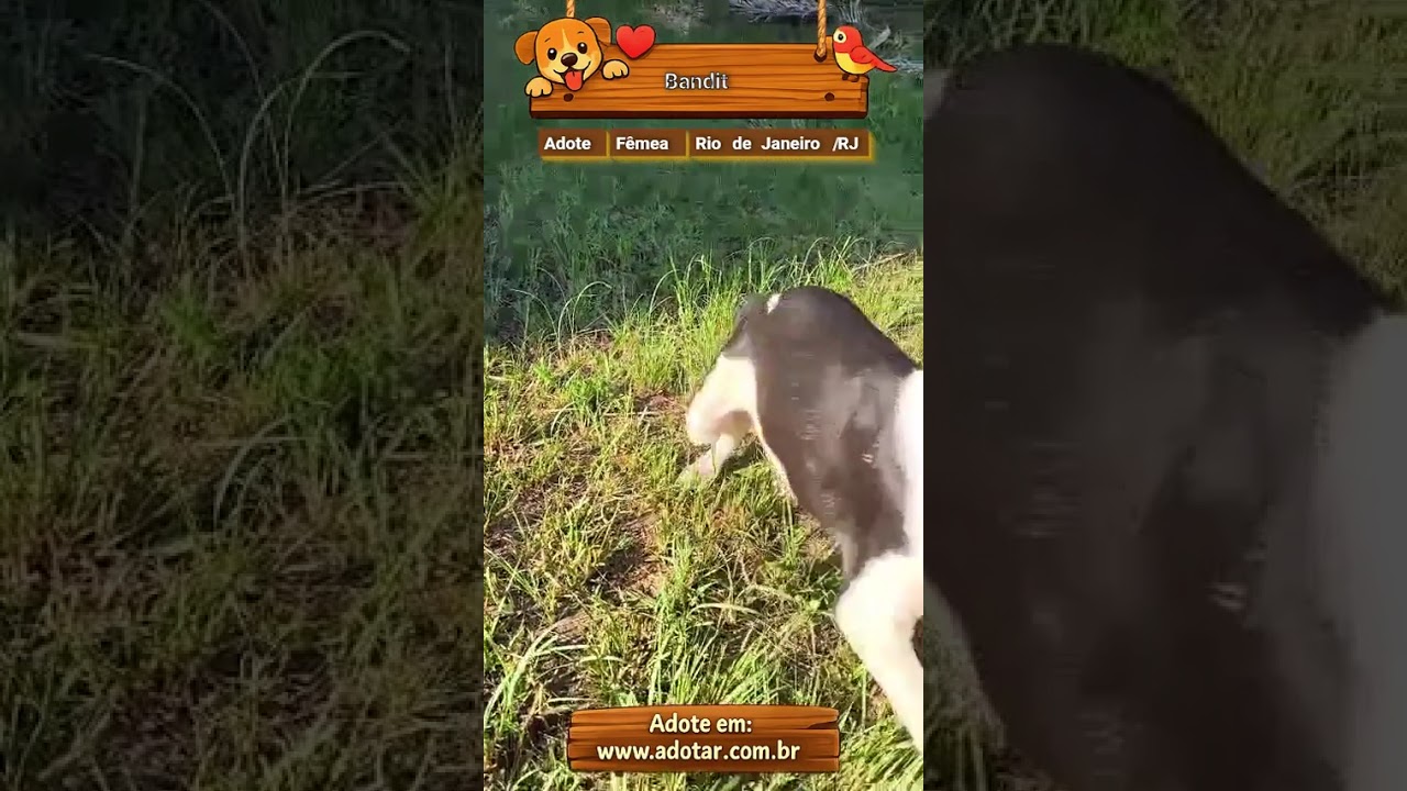 Cachorro raça SRD-ViraLata idade 2 a 6 meses nome Bandit