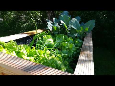 Hochbeet mit Bewässerung, selbstgebaut, billig, schnell und praktisch!