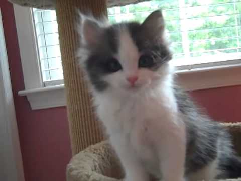 Kaerik RagaMuffin Kittens The Emerald Isle Litter 8 weeks old